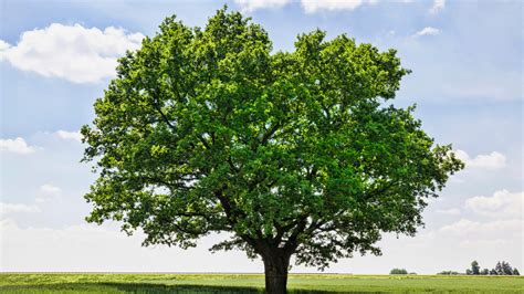 Trees: