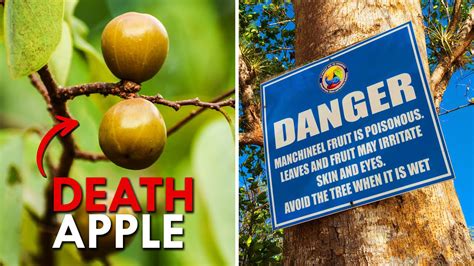 Trees of Doom: 20,000 Deadliest Trees on Earth!