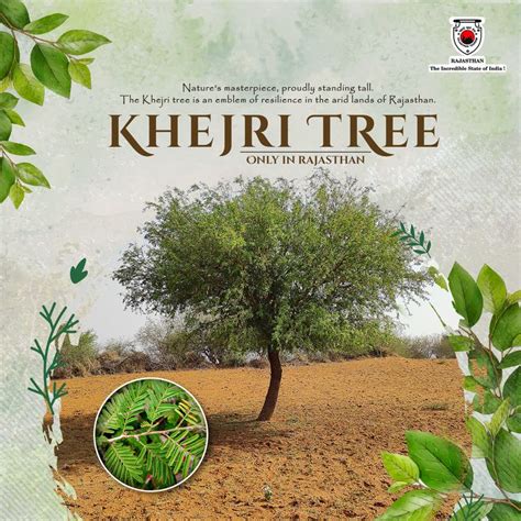 Trees of Rajasthan 1st Edition PDF