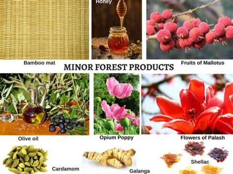 Trends of Export and Import of Minor Forest Products in India During PDF