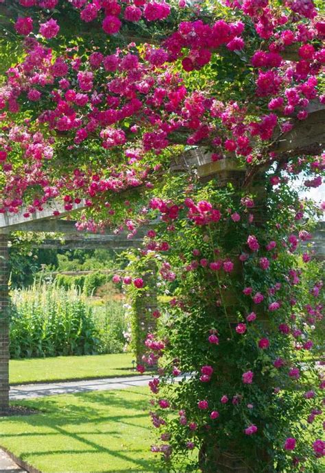 Trepadeiras com Flor: Encante Seu Jardim com Cor e Beleza