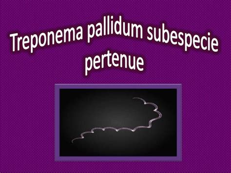 Treponema pallidum pertenue