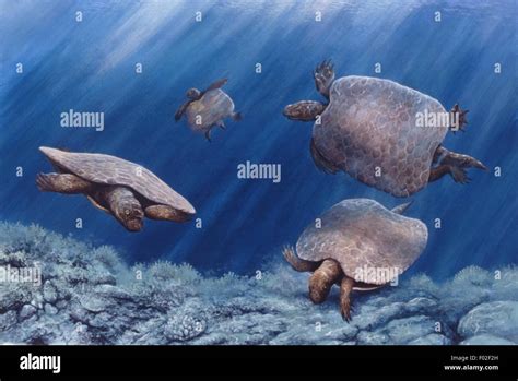 Triassic Turtles: