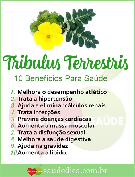 Tribulus Terrestris: Benefícios para a Saúde, Efeitos Colaterais e Como Usar