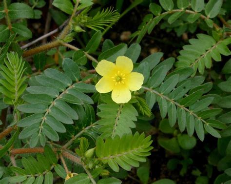 Tribulus terrestris