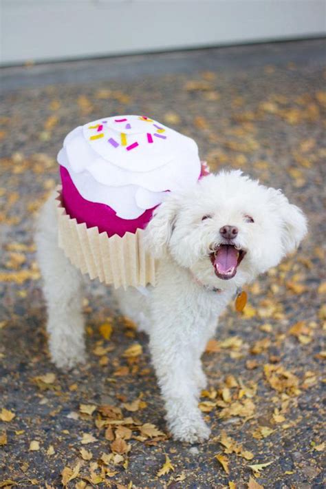 Trick or Treat, Tiny Cuties! The Ultimate Guide to Small Dog Halloween Costumes