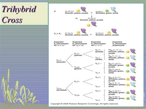 Trihybrid Cross Example With Answers Reader