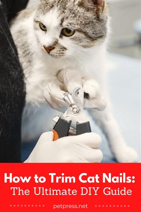 Trim Cat Nails Near Me: A Comprehensive Guide for Pet Owners