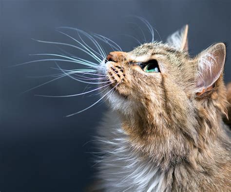 Trim Cats' Whiskers: A Comprehensive Guide to Whisker Trimming and Maintenance