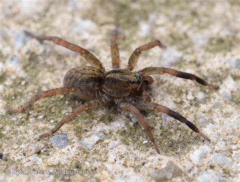 Trochosa terricola