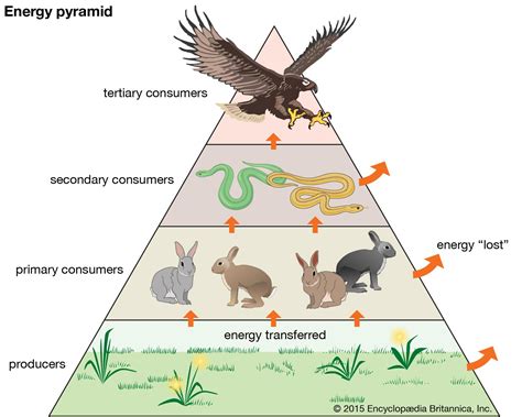 Trophic Levels And Ecological Pyramids Answers PDF