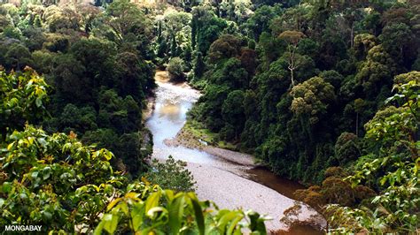 Tropical Rainforest: