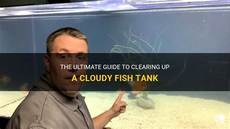 Troubleshooting a Cloudy Fish Tank: The Ultimate Guide to Crystal-Clear Water