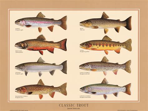 Trout Identification Chart