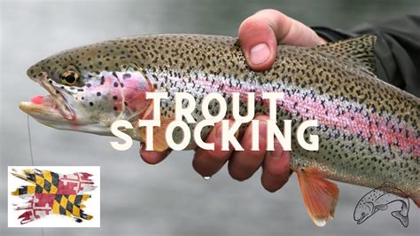 Trout Stocking Near Me: A Comprehensive Guide to Plan Your Next Fishing Adventure