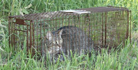 Tru Catch Cat Trap Ltd: Your Ultimate Guide to Humane Cat Trapping