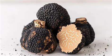 Truffle to Shroom: A Culinary and Medicinal Journey from the Earth