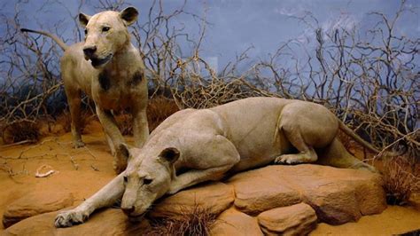 Tsavo Löwen: Die legendären mannfressenden Löwen Kenias