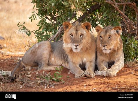 Tsavo-Löwen