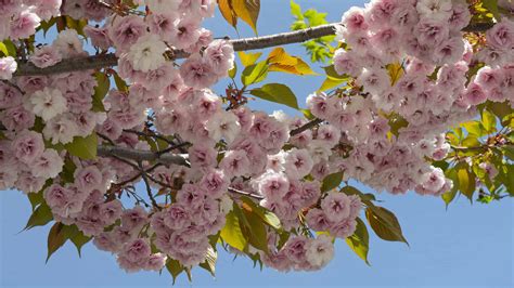 Tsubakino: The Ultimate Guide to Japan's Beloved Flower