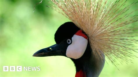 Ttimu ya Uganda ye Bonna (The Cranes of Uganda): A Comprehensive Guide