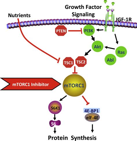 Tuberous Sclerosis Complex Genes PDF