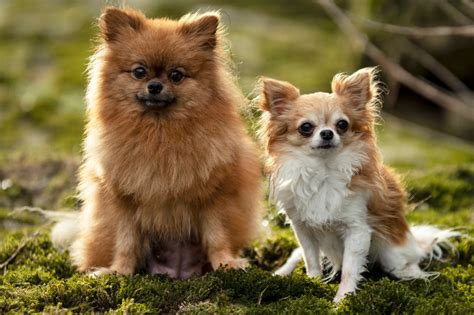 Tudo sobre Raças de Cachorro Pequeno: Guia Completo