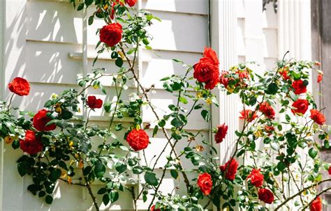 Tudo sobre a Rosa Vermelha: Significado, Simbolismo e Utilidade