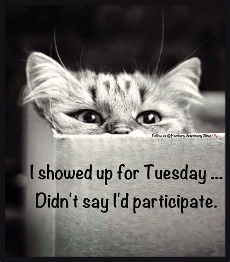 Tuesday Cat Memes: 101 Hilarious Ways to Make Your Day