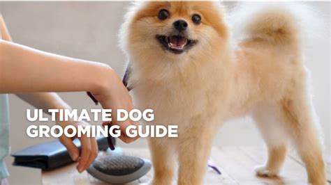 Tuft and Paw Grooming Tips: Ultimate Guide for 2025