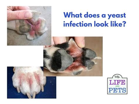 Tuft and paw infections