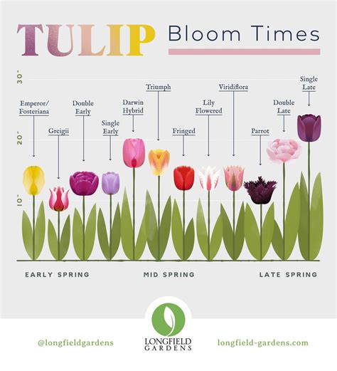 Tulip Bloom Time Chart