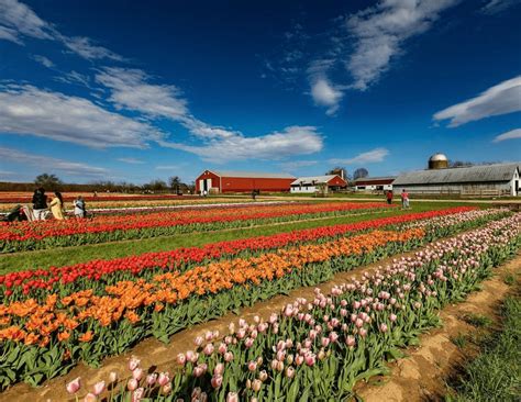 Tulip Farm New Jersey: A Guide to 10 Amazing Gardens