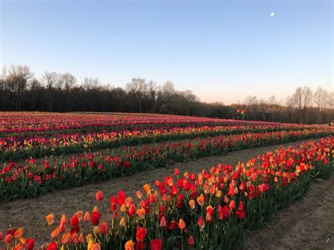 Tulip Farm New Jersey: A Guide to the Top 5 Must-Visit Farms