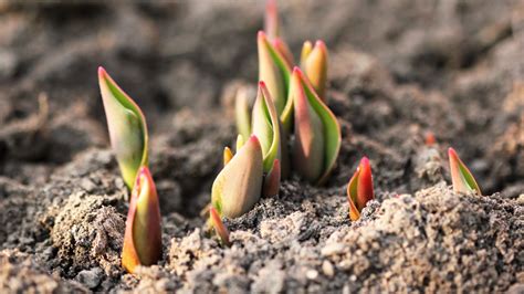 Tulip Fertilizer: A Comprehensive Guide to Nurturing Your Blooms