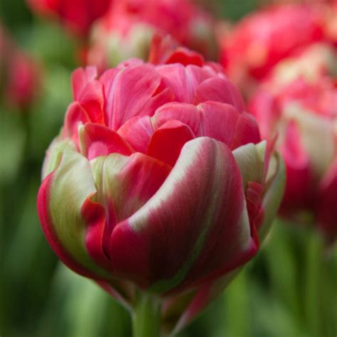 Tulip Pink: A Unique and Versatile Shade for Your World