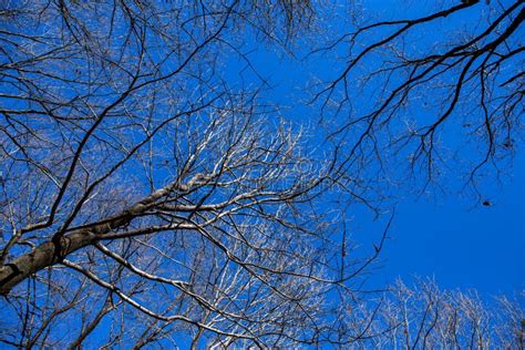 Tulip Trees in Winter Doc