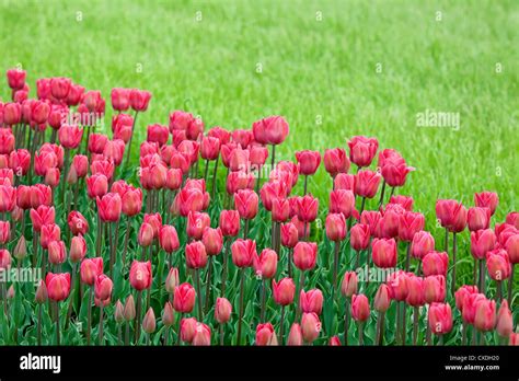 Tulips Epub