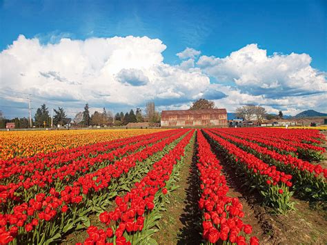 Tulips in Washington State: A Comprehensive Guide to the Skagit Valley Tulip Extravaganza