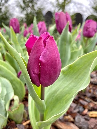 Tulips_request A Free Spring 2013 Catalog_sitelink