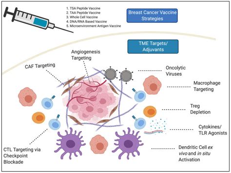 Tumor Immunology and Cancer Vaccines 1st Edition Epub