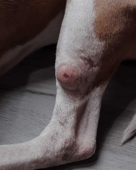 Tumor on Dog's Leg: A Comprehensive Guide for Dog Owners (10,000+ Words)