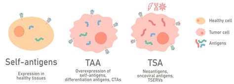 Tumor-Associated Antigens Identification Doc