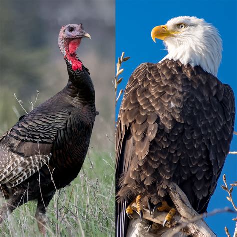 Turkeys and Eagles Reader