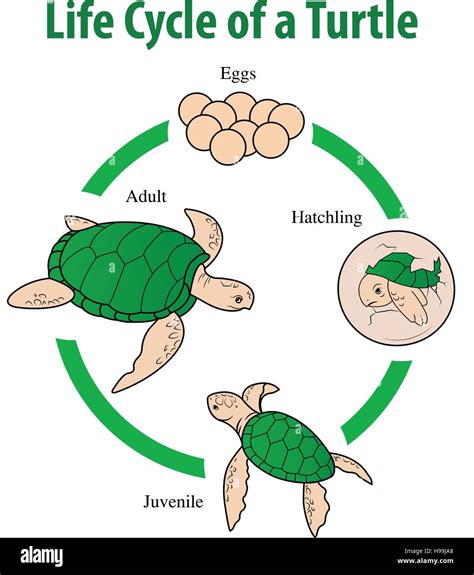 Turtle: 2nd Edition (Life Cycle of a) Doc