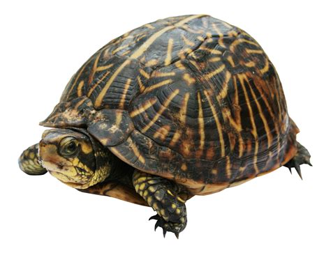 Turtle & Hare: The 3-Step Plan for Slow and Steady Innovation