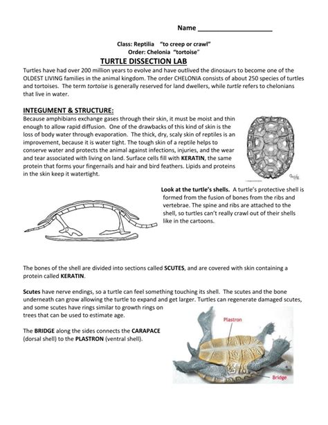 Turtle Dissection Lab Answer Key Doc