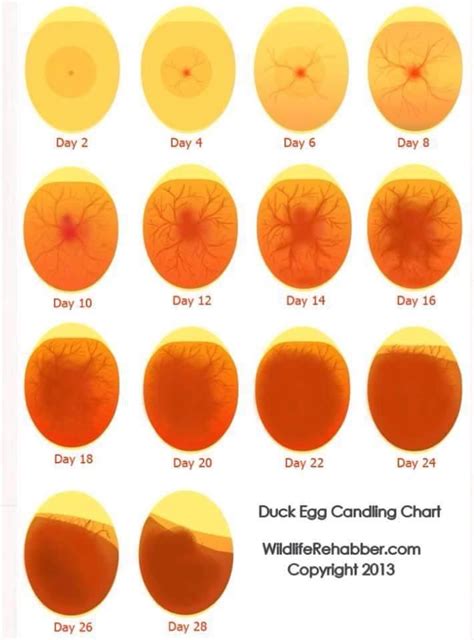 Turtle Egg Candling Chart