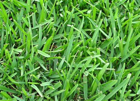 Type of Grass: