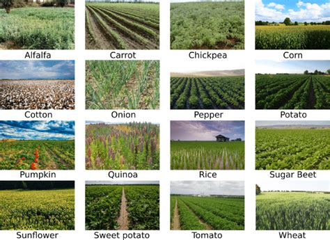 Type of crops: